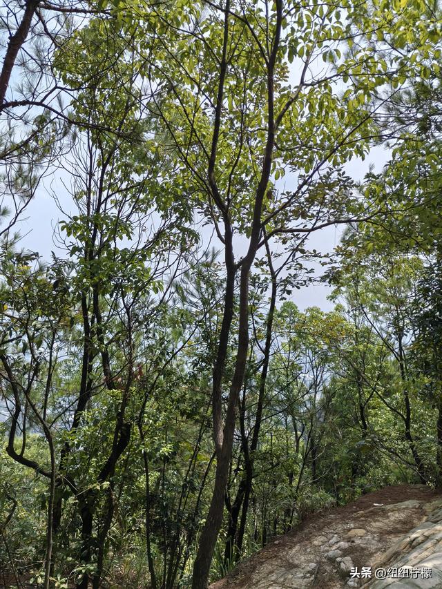 爬山，要量力而行，安全第一，爬歌乐山911更需如此
