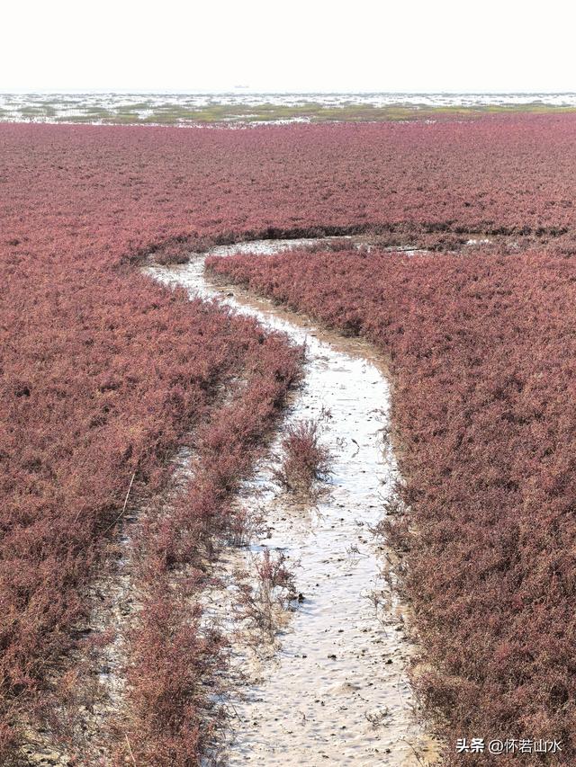2025辽宁赏秋之旅日记(5)——从本溪前往盘锦 游览红海滩景观