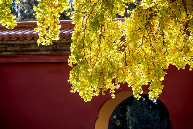 中山公园赏银杏