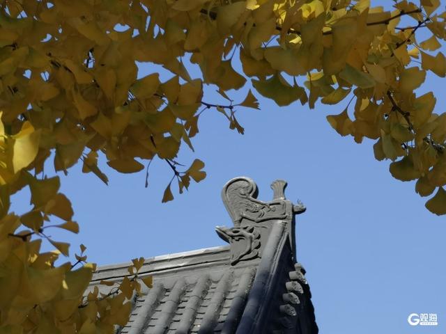 满树金黄！青岛这棵千年银杏已进入最佳观赏期