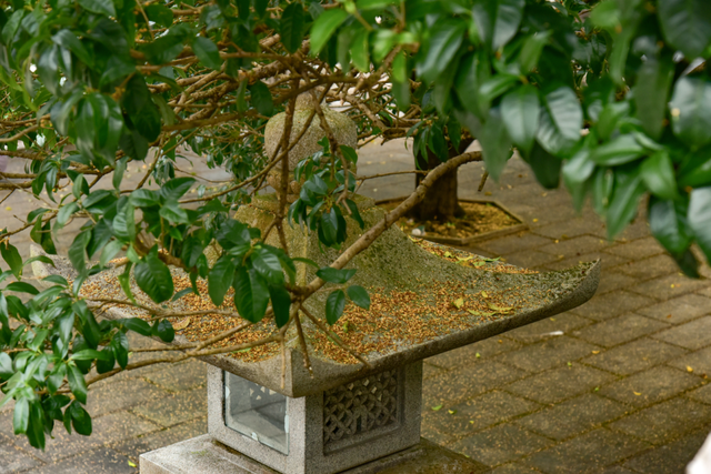 鼎湖山古寺中的百年桂树开花了！