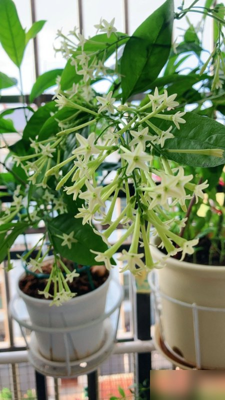 阴花不能进阳宅！这5种花“打死”也不养，家里若有？快挪走！