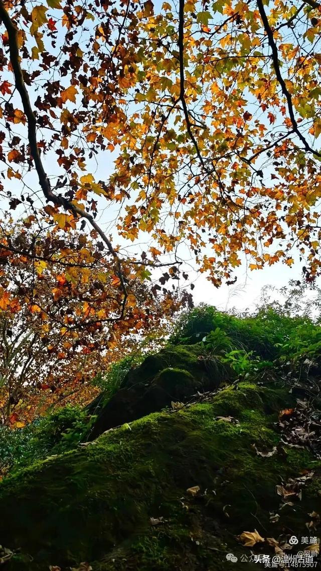 浙处丹霞地貌秋色斑斓超壮观，秋日必打卡之地！