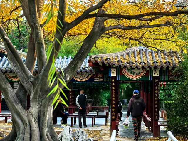 半烟火半诗意：潍坊园林的美，从不被定义