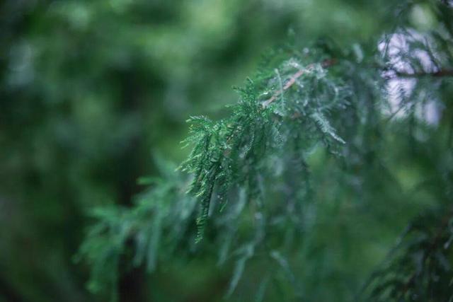 太美！来看金坛茅山私藏的「秋雨仙境」