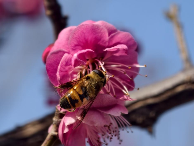寻找最美春天 | 山东日照：花开迎新春 满园醉游人