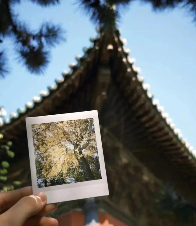 秋深景更美！运城最绚烂时刻到了！