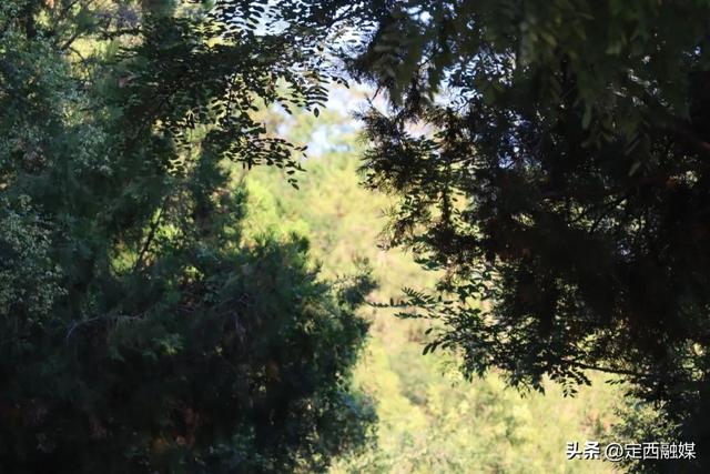 半山清凉过盛夏！一秒躲进临洮避暑“后花园”岳麓山
