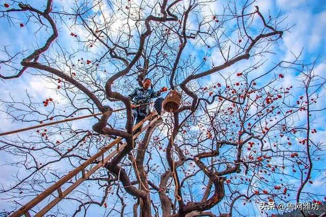 秋天的潍坊，是谁惊艳你的朋友圈？