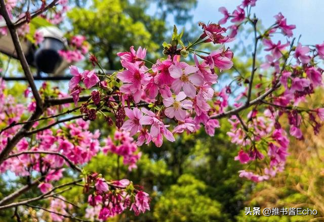 这个免费的公园的樱花开了，地铁可以到哦！