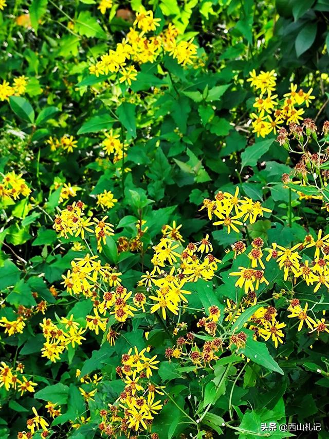 五线小城里的银杏大道,美翻全网的深秋景色原来在这里