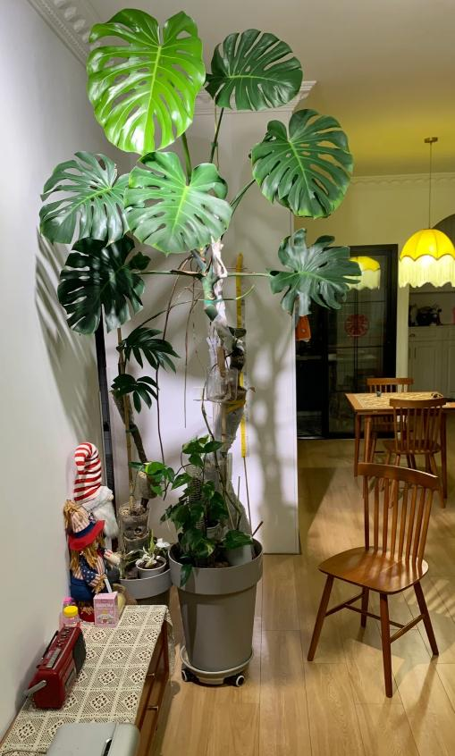 河北一户人家，因“龟背竹客厅”而走红	，真壮观，妥妥的视觉盛宴