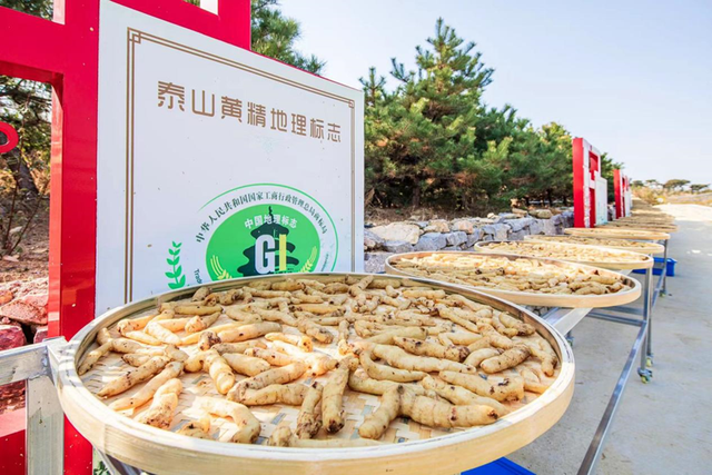 重阳敬老时！岱岳文旅邀你带长辈玩转金秋，登高赏秋、景区优惠都安排好了！