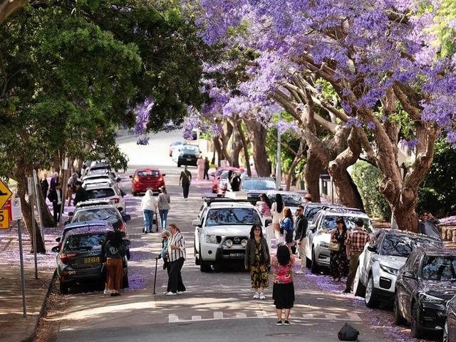 澳洲一年一次的绝美风景再度刷屏! 周杰伦也在打卡, 华人狂偶遇