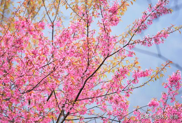 六盘水月照养生谷：冬樱花盛开引客赏花打卡