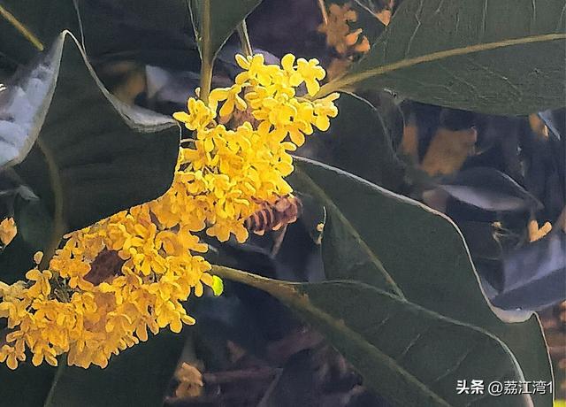 桂香漫城：桂林的秋日私语