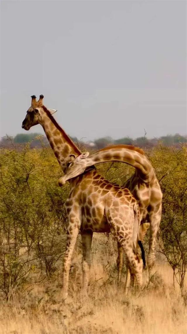 2026封神旅行清单！非洲五国（南非/东非）23天狂野之旅，太顶了