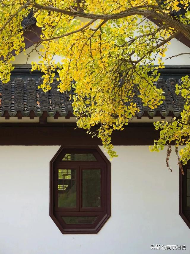 南京这些“魔法之窗”，怎么拍都出片！