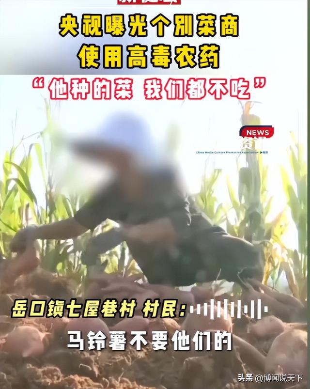 央视曝光毒红薯！商户主动投毒，流窜至全国多地	，背后利益链曝光