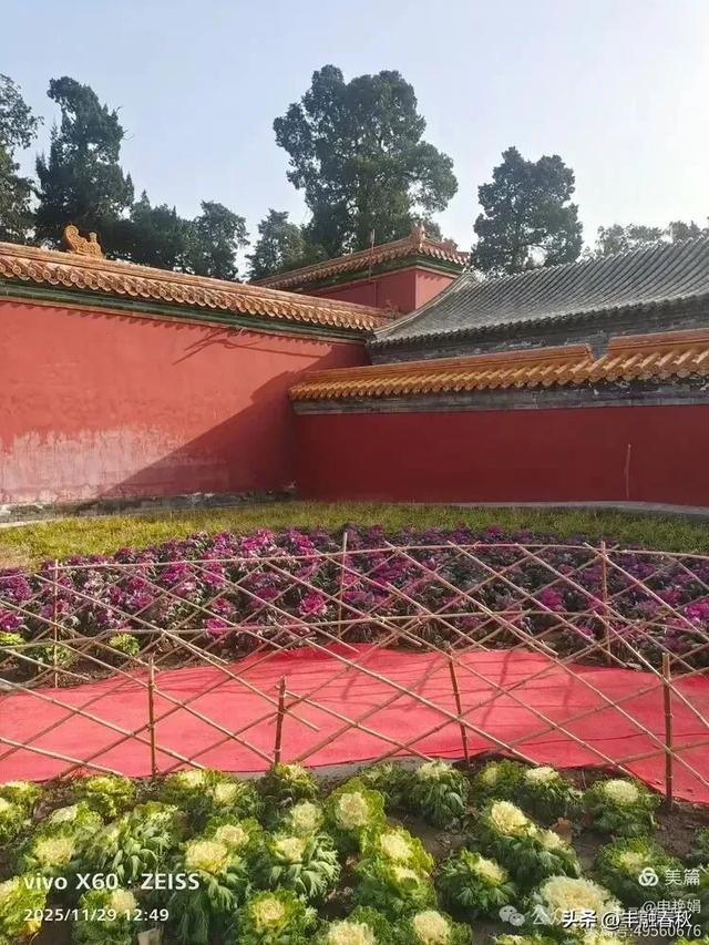 北京景山公园羽衣，冬园锦色｜申艳娟