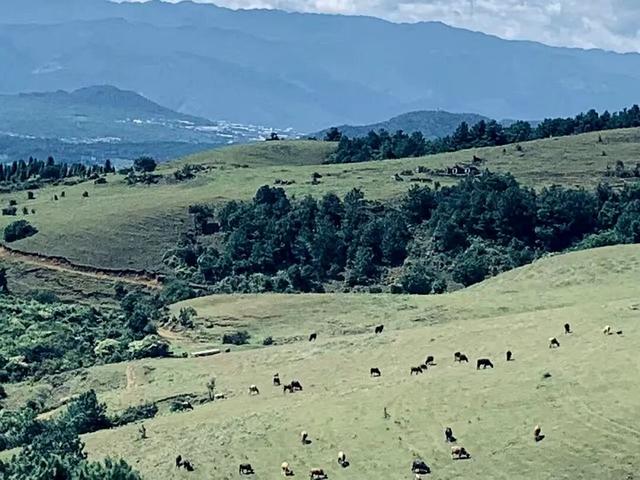 高山草甸在腾冲