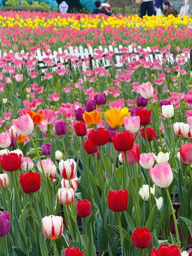 福州春日出游必打卡！农大沙滩公园的郁金香花海，美到令人藏不住