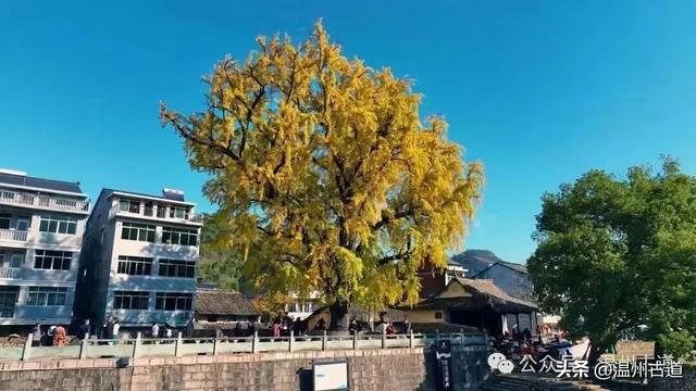 过季不候!温州“银杏王”颜值巅峰期要到了,错过待来年!