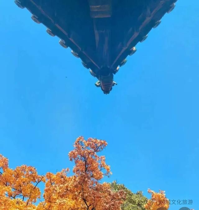 秋深景更美！运城最绚烂时刻到了！