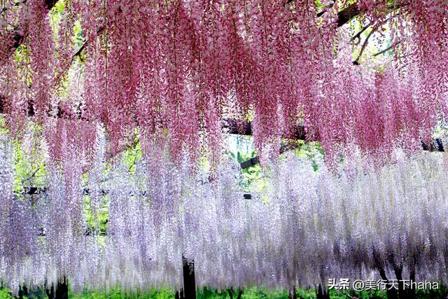 玉渊潭公园紫藤花开，诗意满满，演绎“一帘幽梦”的极致浪漫