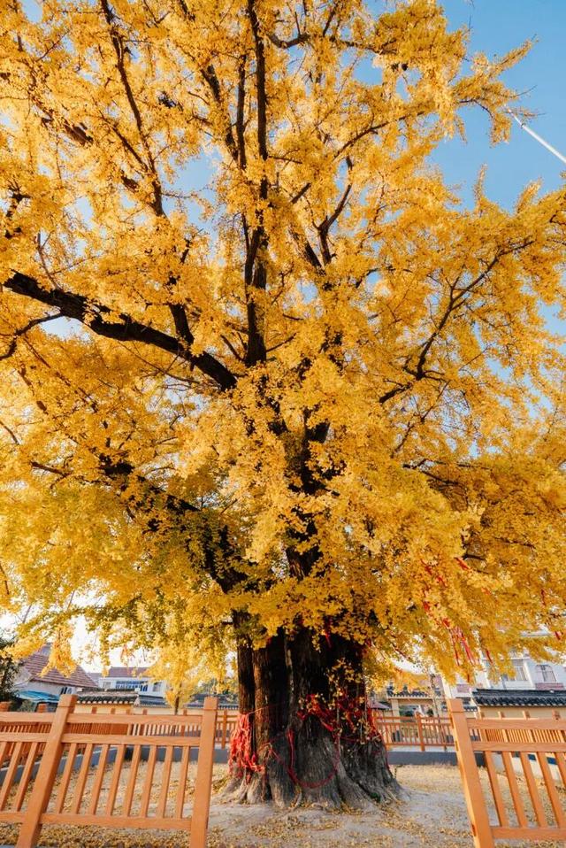 快来如皋打卡，错过就要等一年了🤩🤩🤩