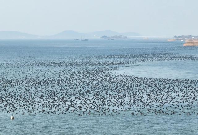 苏州年度限定奇观来了