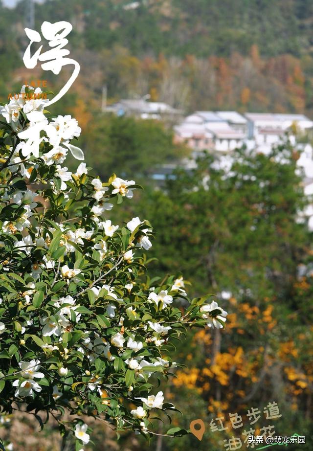 十一月底道观河，满山红叶如火海，湖心蝴蝶结美得让人窒息