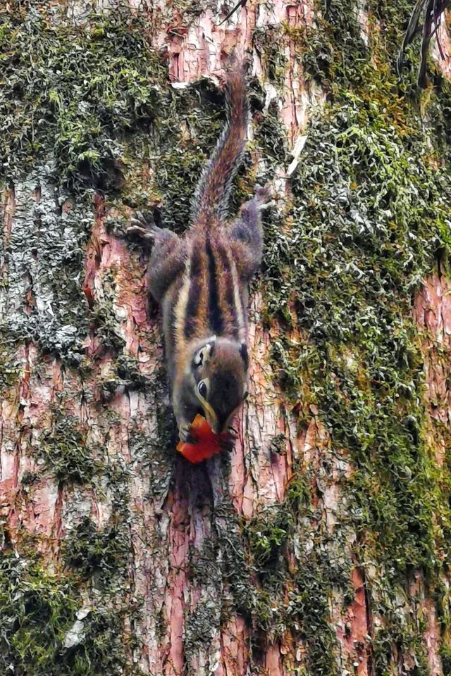 快来抱抱~ | Welcome to 疯狂·武夷山·动物城