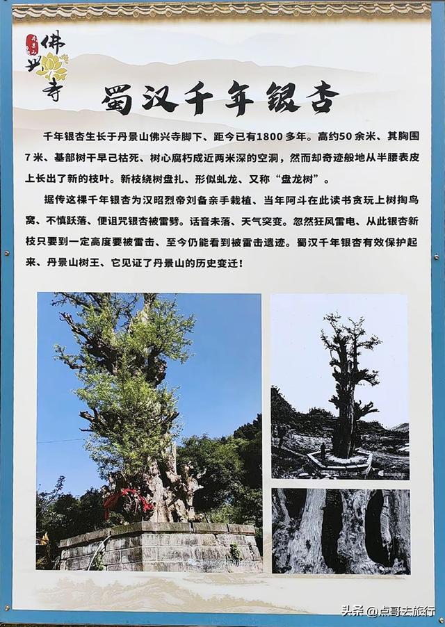 成都龙泉山有多少千年银杏，让人意外，居然有刘备亲手种的！