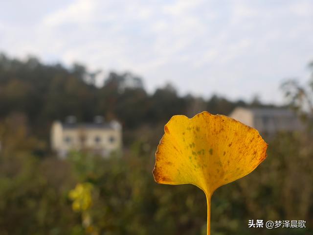 湖北随州，千年银杏谷 自然与人文的诗意交响