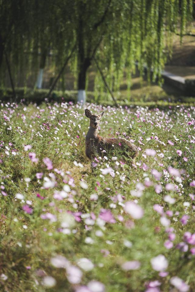 “吴所谓”“越美丽”“钱多多”“王富贵”！吴越文化公园上新“萌鹿F4”