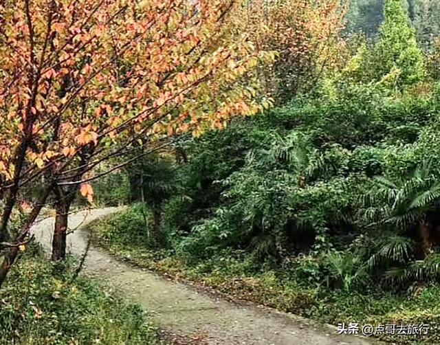 成都都江堰最冷门彩林，免费开放，山野中的惊艳，公交车可达！