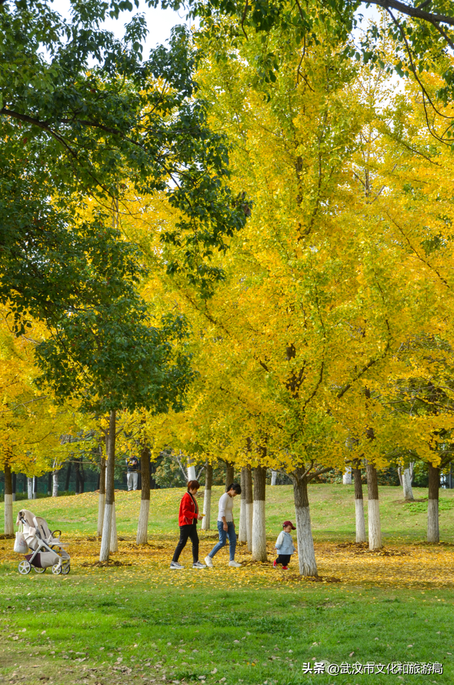 芦花不够看？江滩的银杏已经美疯了！