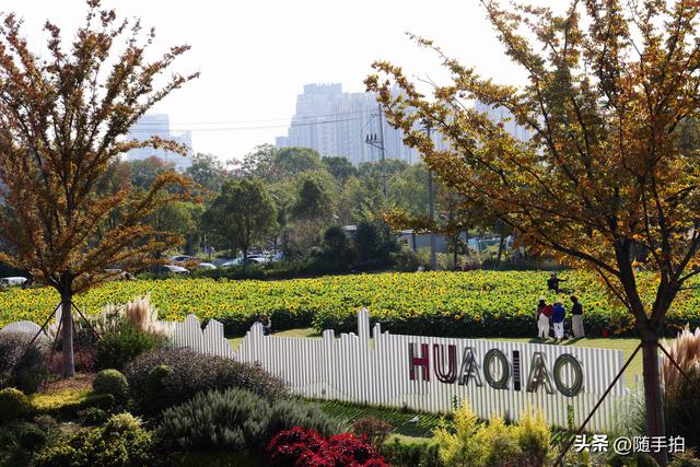 出站即入画，江苏苏州花桥地铁站向日葵花海浪漫触手可及