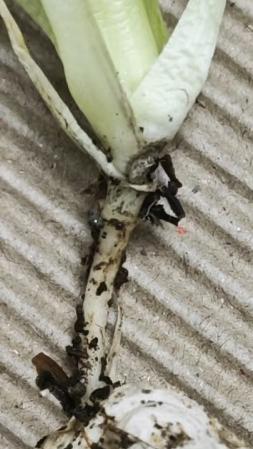 菜贩子打死不说的秘密：买白菜，别看个头翻过来瞅一眼“屁股”