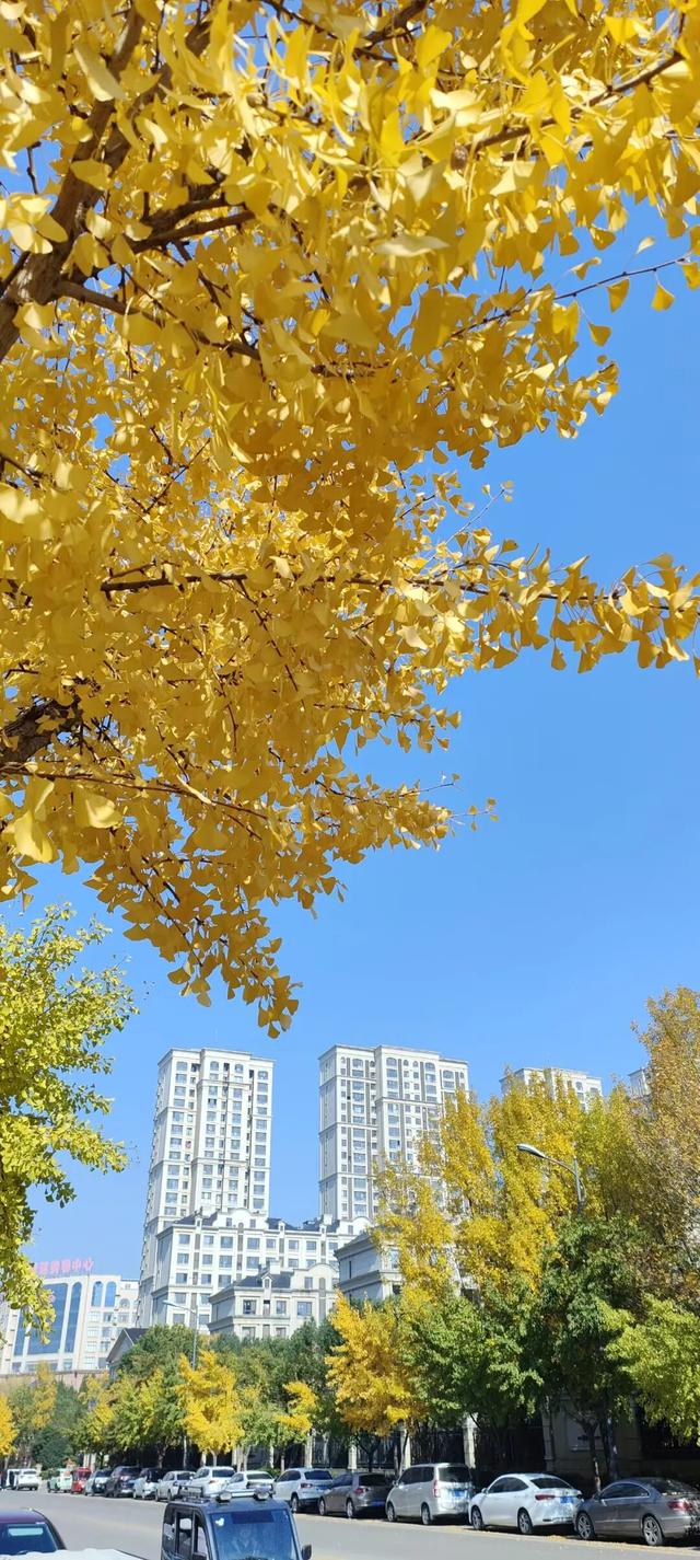 寻美薛城丨金色之约！森林公园银杏黄了！