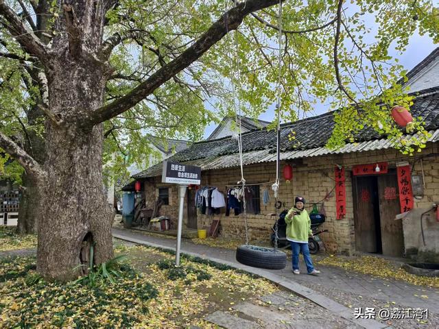 游长岗岭古村，观飘黄银杏