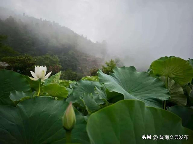文县碧峰沟荷花如约而至，快来邂逅“接天莲叶无穷碧”的美景
