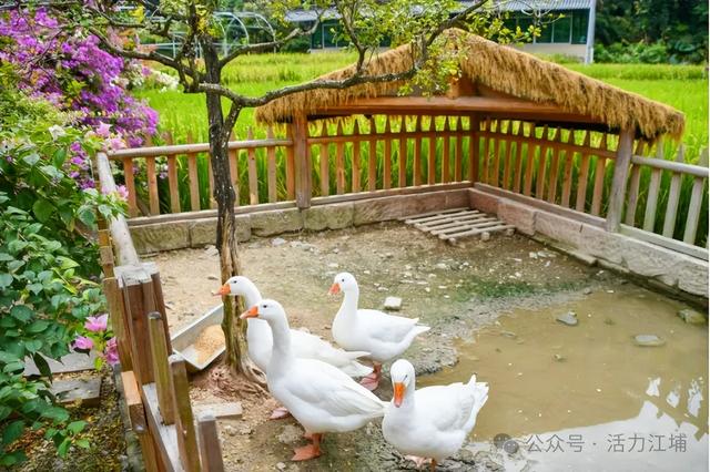 秋日必去！从化江埔5大稻田打卡攻略，邂逅金色浪漫