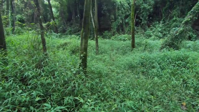 重庆南山有一座荒废庄院，曾是停放棺材的地方，胆小的人不敢靠近