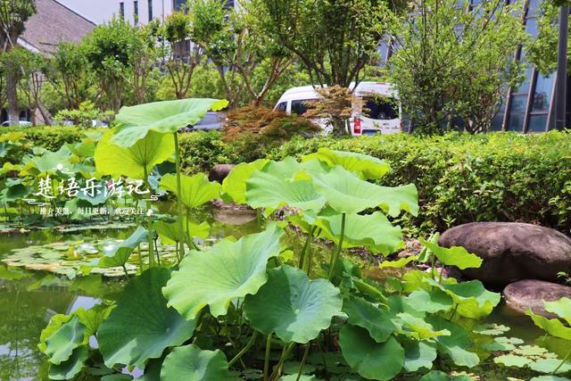 宁波余姚这个荷花园很有诗画意境，周边美景云集，是溯溪露营胜地
