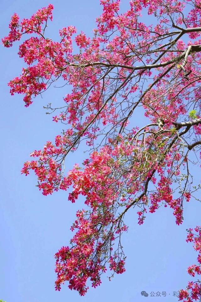 广州秋日遛娃赏花攻略：觅市中心小众花海，与娃共赴粉金浪漫！