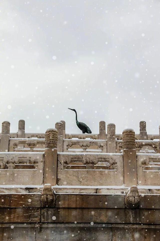 雪落紫禁城：千年宫墙藏尽岁末温柔