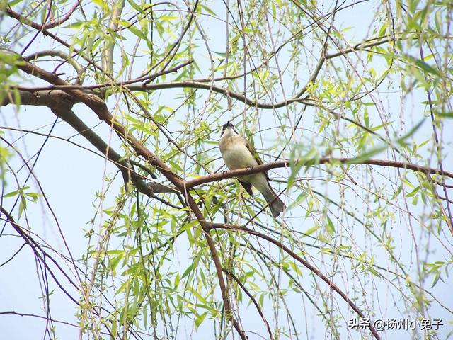 扬州，什么季节最美？