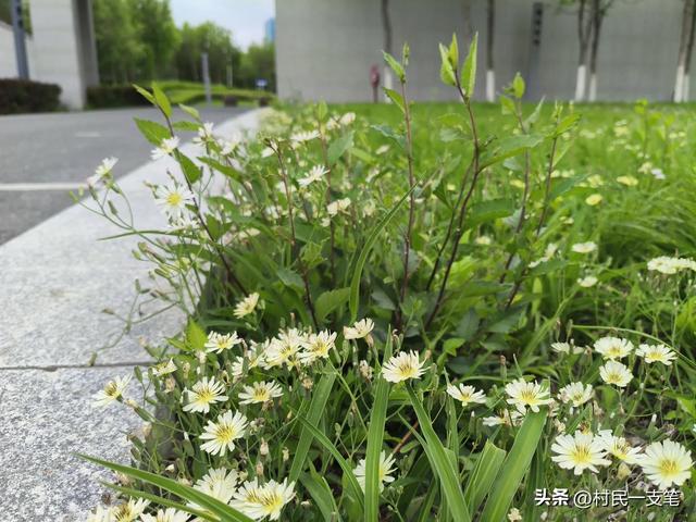 公园绿树成荫,路边花草芬芳,行人休闲漫步,享受快乐时光
